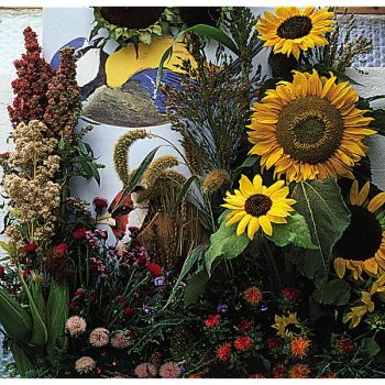 MÉLANGE OISEAUX CHANTANTS 2