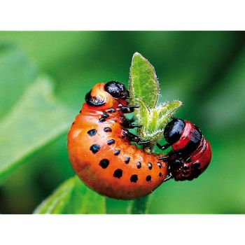 MÉLANGE ANTI-DORYPHORES