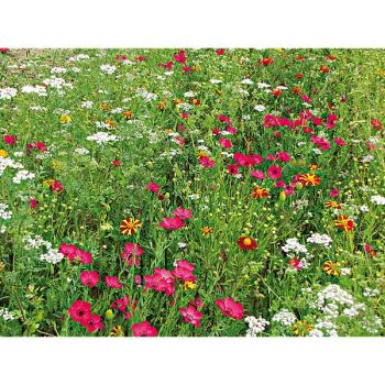 MÉLANGE ANTI-DORYPHORES 2