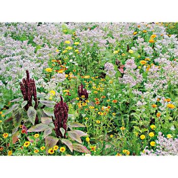 MÉLANGE ANTI-LIMACES et ANTI-ESCARGOTS 2