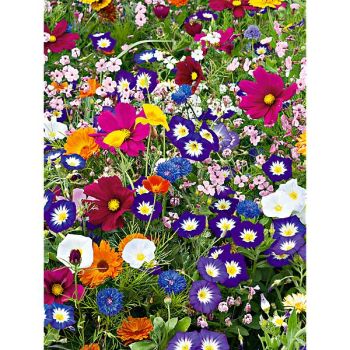 MÉLANGE PARADIS de COULEURS