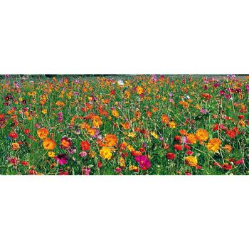 JACHÈRE FLEURIE BASSE