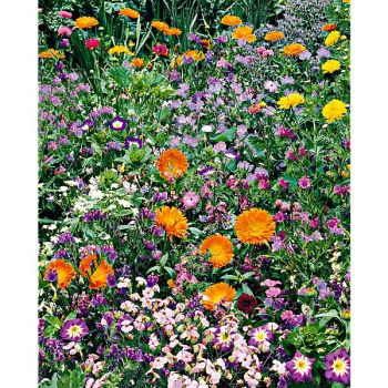 JACHÈRE FLEURIE BASSE 2