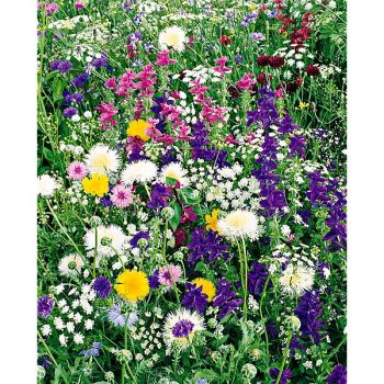 MÉLANGE FLORAL pour INSECTES UTILES sur TAPIS