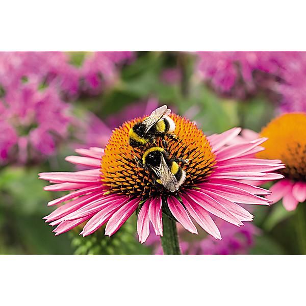 MÉLANGE MELLIFÈRE ANNUEL Bio