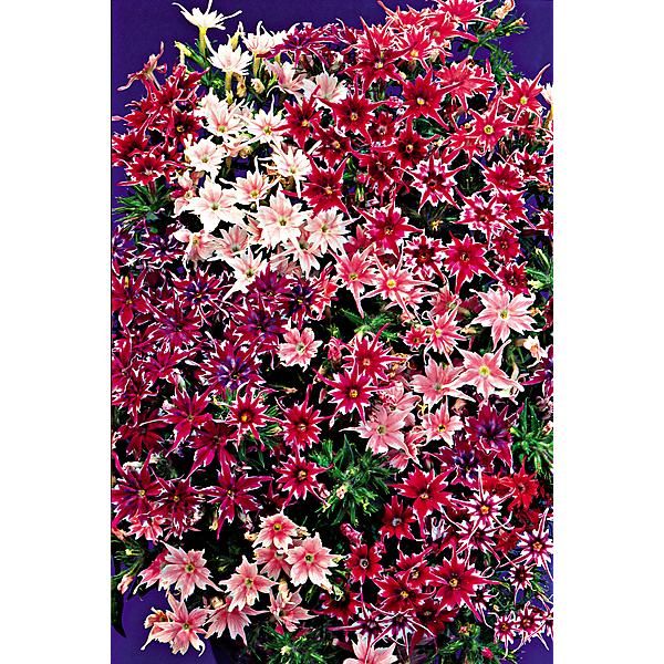 PHLOX de DRUMMOND TWINKLES MIX