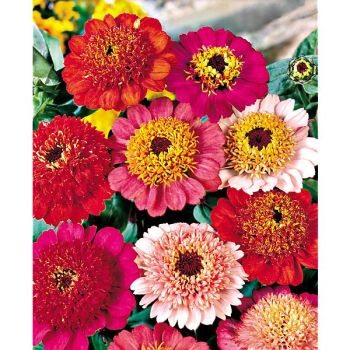 ZINNIA à FLEUR de SCABIEUSE MIX