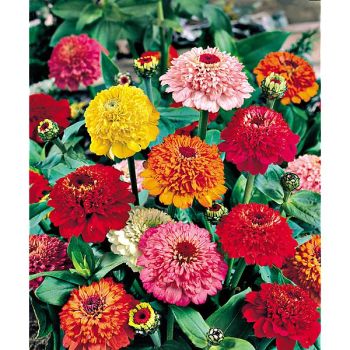 ZINNIA à FLEUR de SCABIEUSE MIX 2