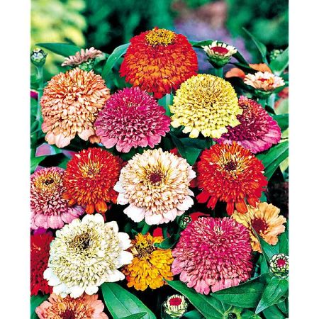 ZINNIA à FLEUR de SCABIEUSE MIX