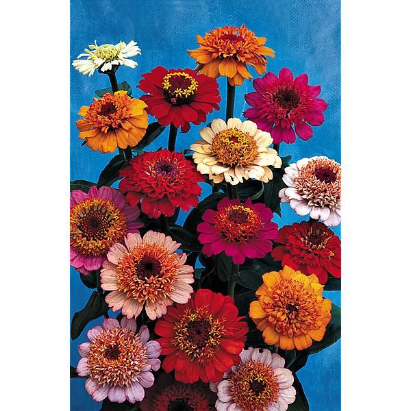 ZINNIA à FLEUR de SCABIEUSE MIX