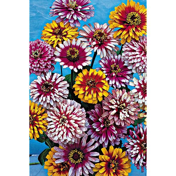 ZINNIA WHIRLYGIG