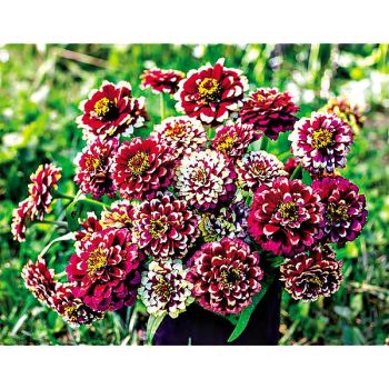 ZINNIA h. AZTEC BURGONDY BICOLOUR