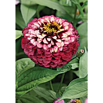 ZINNIA h. AZTEC BURGONDY BICOLOUR 2