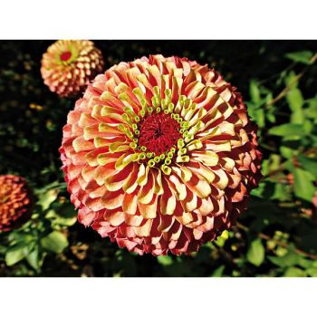 ZINNIA QUEENY LIME ORANGE