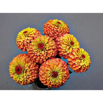 ZINNIA QUEENY LIME ORANGE 2