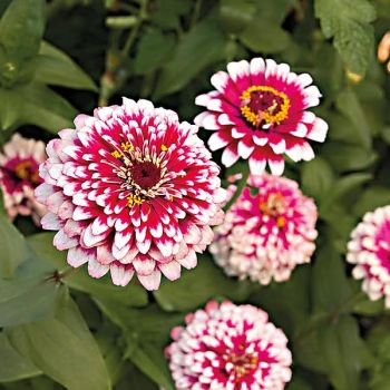 ZINNIA MAZURKIA 2
