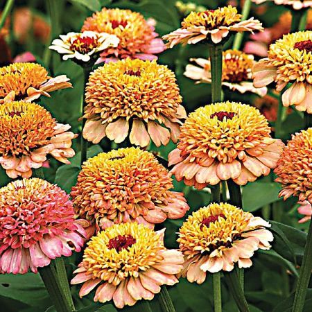 ZINNIA ZINDERELLA PEACH