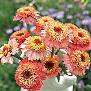 ZINNIA ZINDERELLA PEACH 2