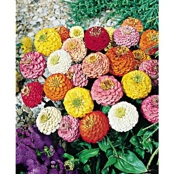 ZINNIA nain LILLIPUTEK MIX