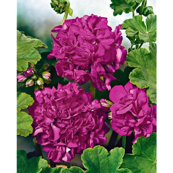 GÉRANIUM zonale F1 NIGHT VIOLET