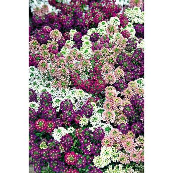 ALYSSE PALETTA MIX 2