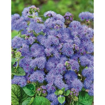 AGERATUM F1 BLUE BLAZZER