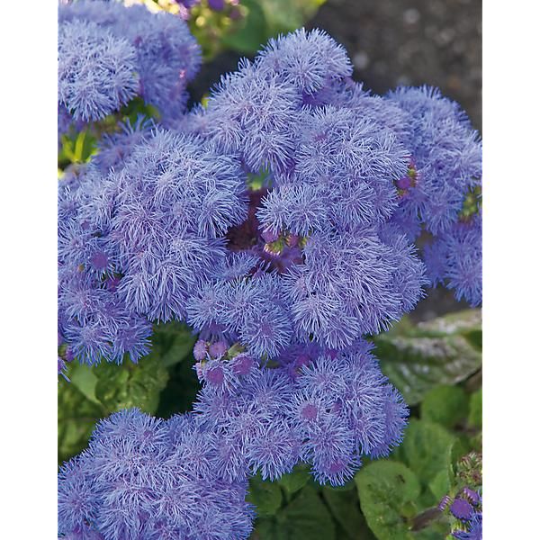 AGERATUM F1 BLUE HAWAÏ