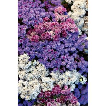 AGERATUM BALL MIX