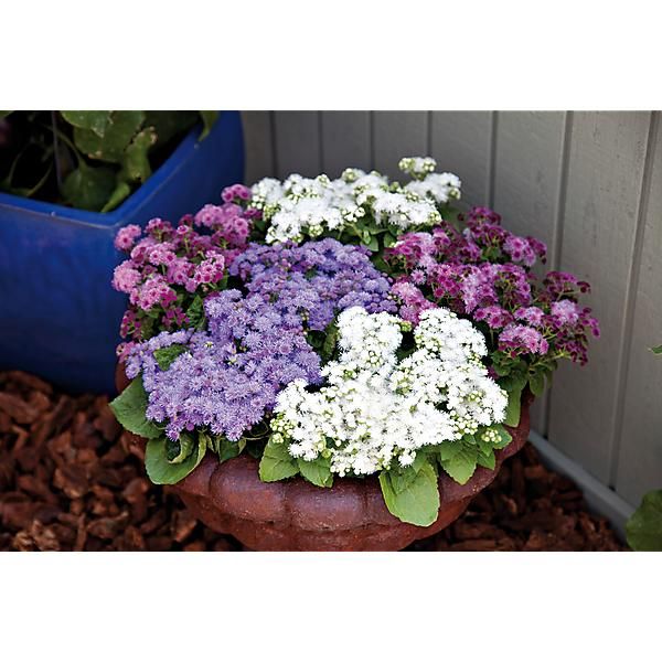 AGERATUM BALL MIX