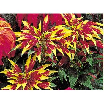 AMARANTE tricolor SPLENDENS PERFECTA