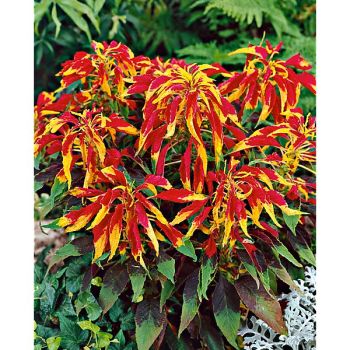 AMARANTE tricolor SPLENDENS PERFECTA 2