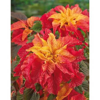 AMARANTE tricolor ILLUMINATION