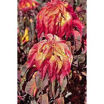 AMARANTE tricolor ILLUMINATION 2