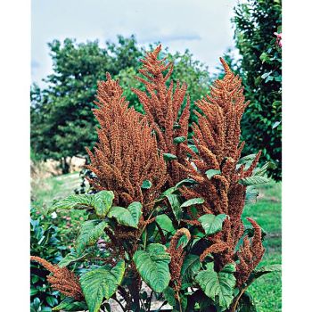 AMARANTE HOT BISCUITS