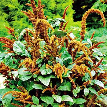 AMARANTE HOT BISCUITS 2