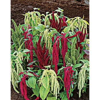 AMARANTE QUEUE de RENARD MIX