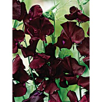 POIS de SENTEUR OLD SPICE BLACK KNIGHT 2