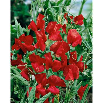 POIS de SENTEUR OLD SPICE QUEEN ALEXANDRA