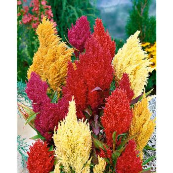 CÉLOSIE plumosa CENTURY MIX