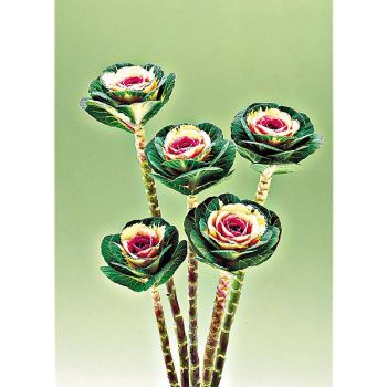 CHOU d'ORNEMENT F1 CRANE BICOLOR 2