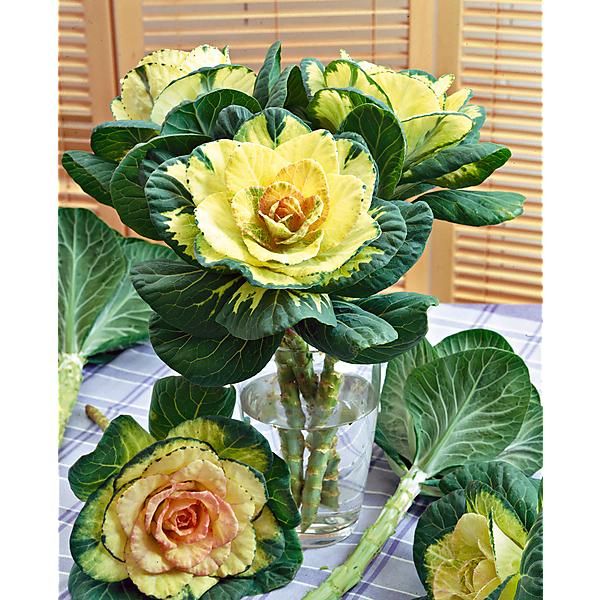 CHOU d'ORNEMENT F1 CRANE MIX