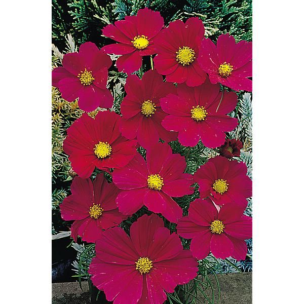 COSMOS DAZZLER