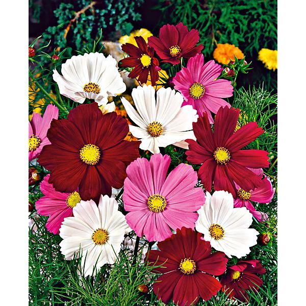COSMOS TALINA MIX