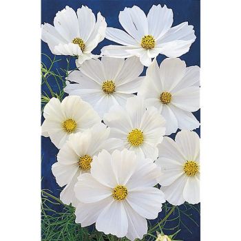 COSMOS PURITY SUPERIOR