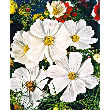 COSMOS PURITY SUPERIOR 2