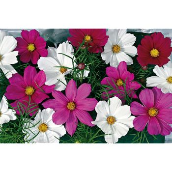 COSMOS COSMIX MIX