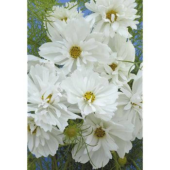 COSMOS PSYCHE BLANC