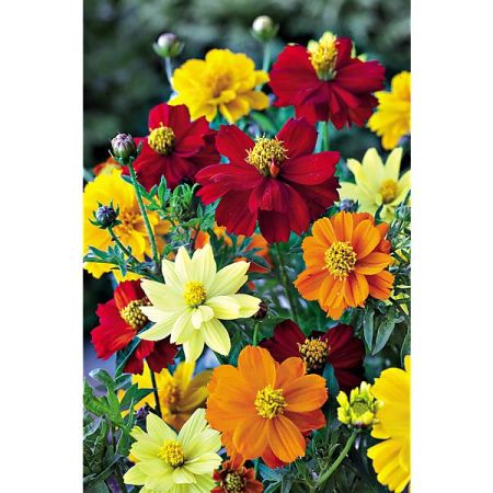 COSMOS sulphureus POLIDOR MIX