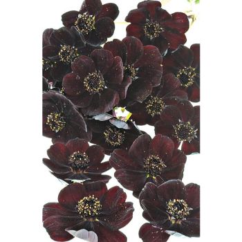 COSMOS chocolat BROWNIE