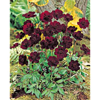 COSMOS chocolat BROWNIE 2